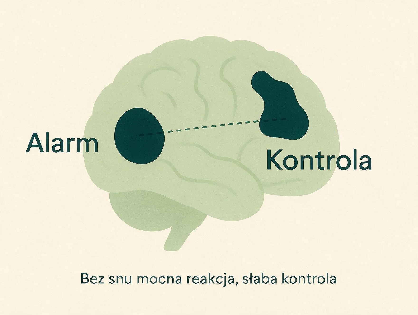Schemat mózgu: ciało migdałowate jako alarm i kora przedczołowa jako hamulec, połączone przerywaną linią, z podpisem że bez snu reakcja jest mocna, a kontrola słaba